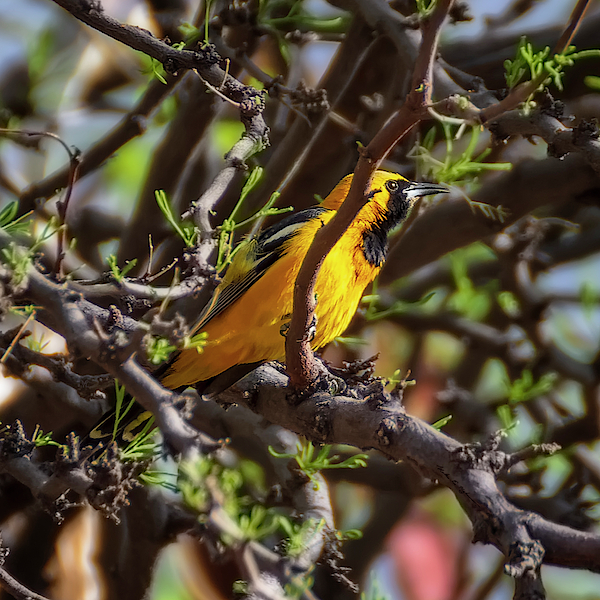 Hooded Oriole 1956 by Mark Myhaver Hooded Oriole 1956 by Mark Myhaver